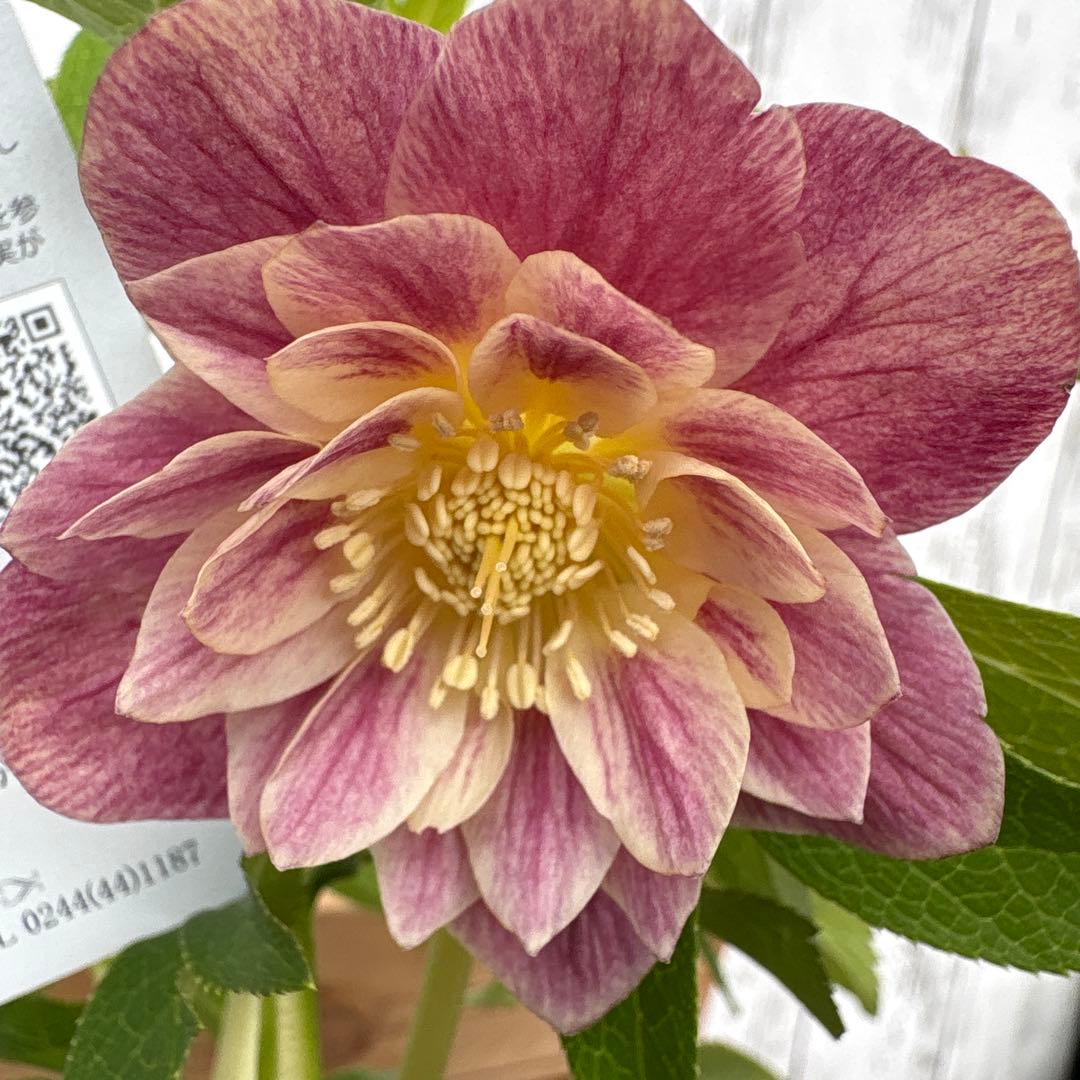 クリスマスローズ苗　ウィンターシンフォニー　蕾付きです 一点物】堀切園 クリスマスローズ ウィンターシンフォニー HEXE