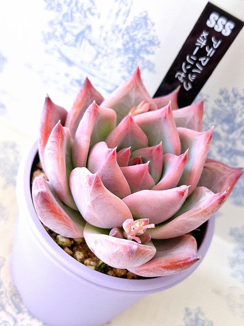 ꕤclara*様 リクエスト 3点 まとめ商品 ちーたら様 リクエスト 3点 まとめ商品 - メルカリ