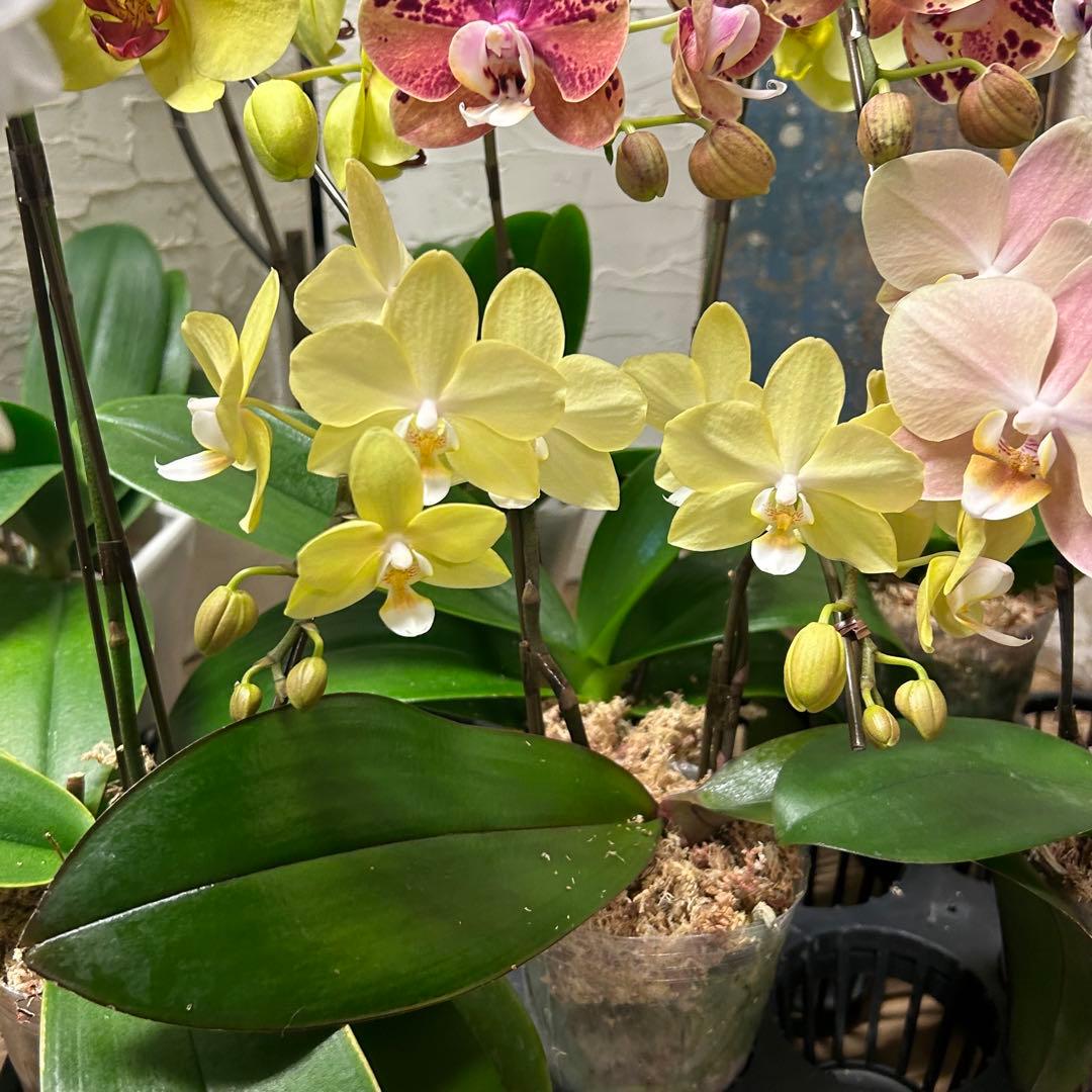 特選】 胡蝶蘭 10種10ポット ファレノプシス - メルカリ