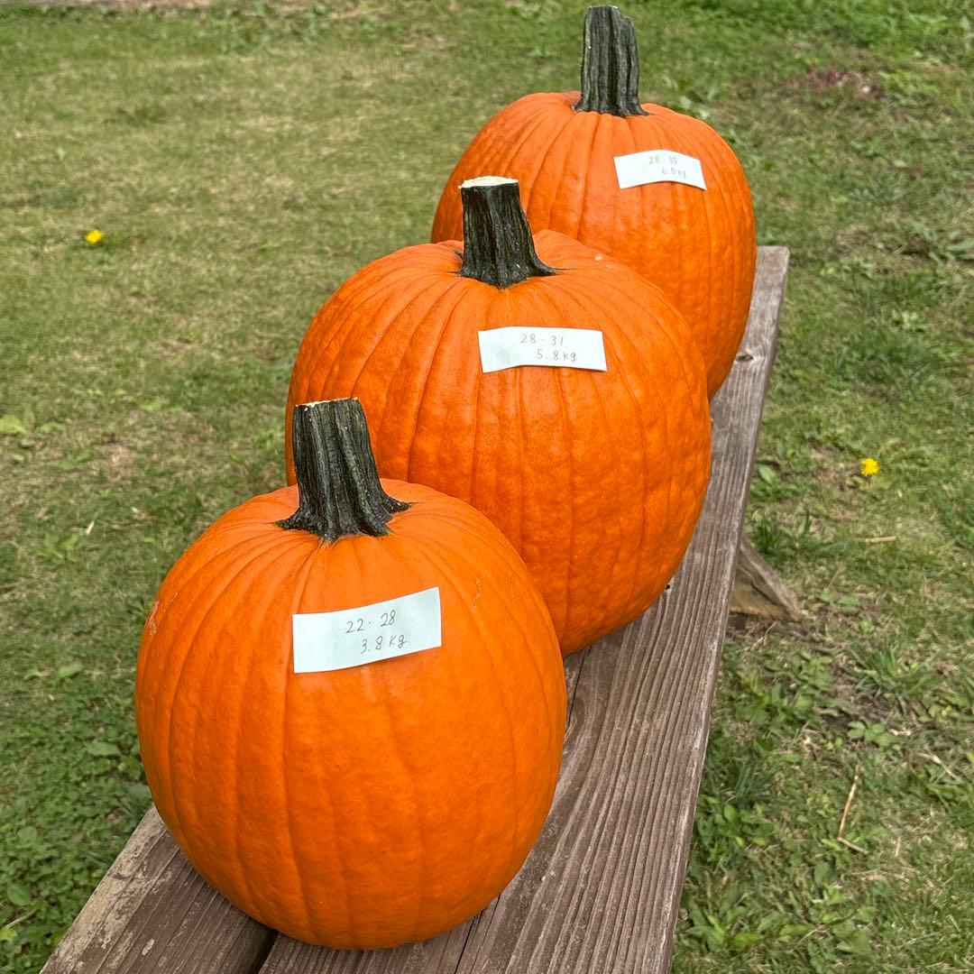 【あかなまこ】ハロウィンかぼちゃ　本物 あかなまこ】ハロウィンかぼちゃ 本物 ハロウィン かぼちゃ（迷彩柄