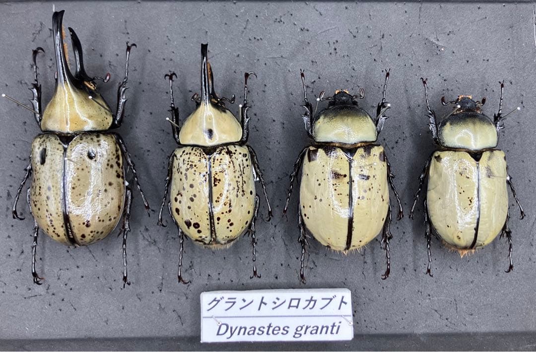 グラントシロカブト 標本 飼育品 2ペア - メルカリ