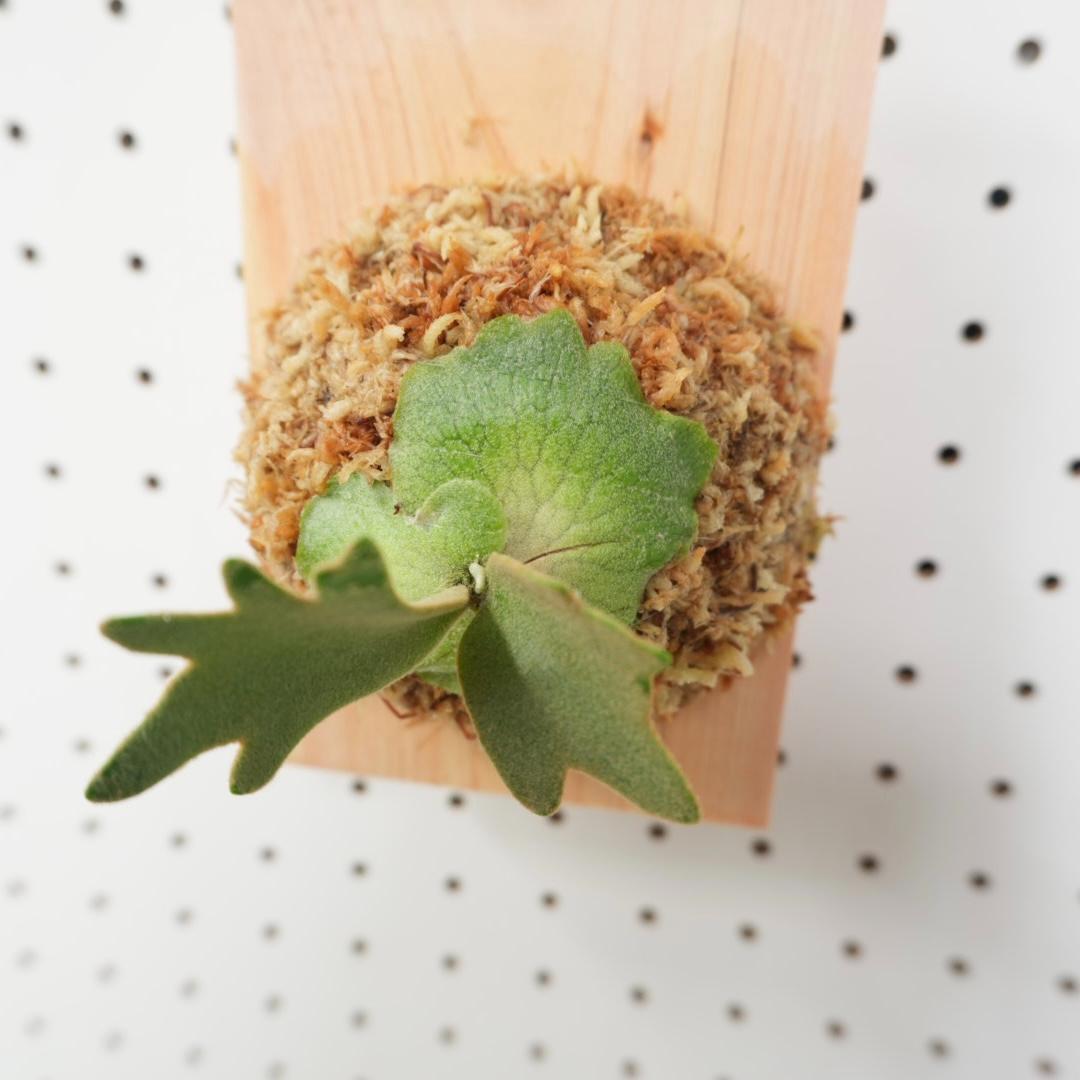 ビカクシダ YMDS ウィリンキー系 イエロームーンドワーフ スポア Y-11