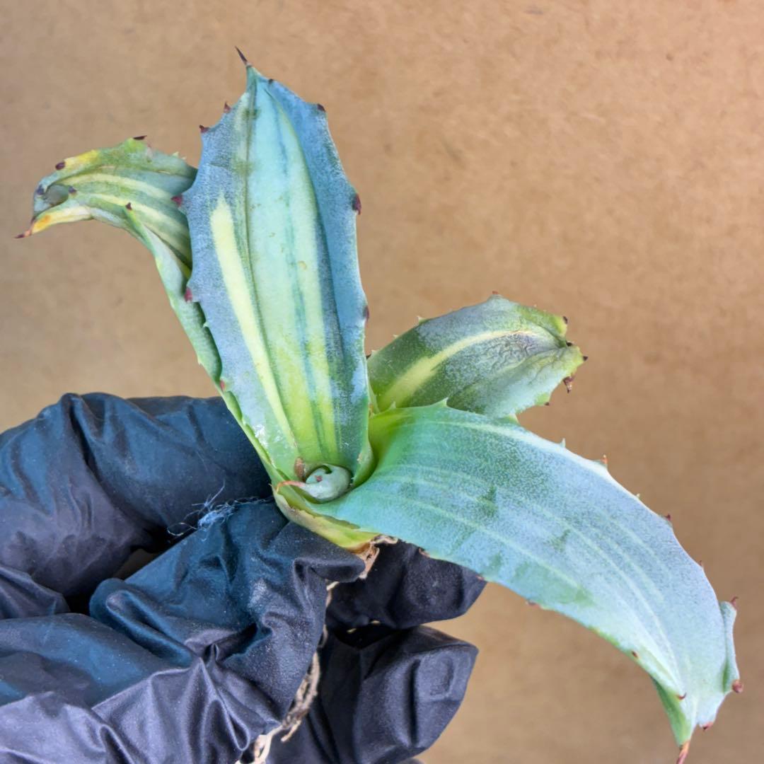 アガベ フェロックス錦 極上株 縞斑錦 永久斑 超希有 - メルカリ