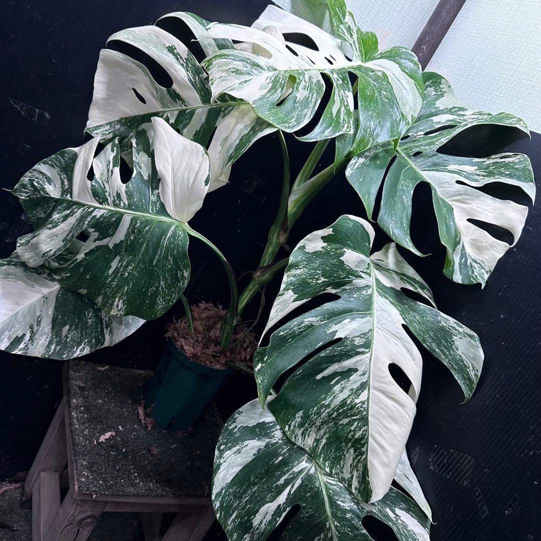 み*え様 斑入りモンステラ ホワイトタイガー極美大株69cm白斑多