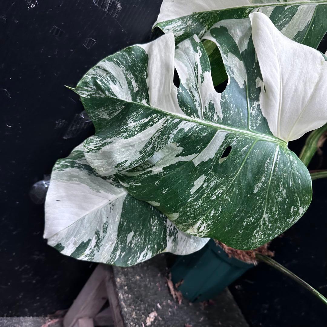 み*え様 斑入りモンステラ ホワイトタイガー極美大株69cm白斑多