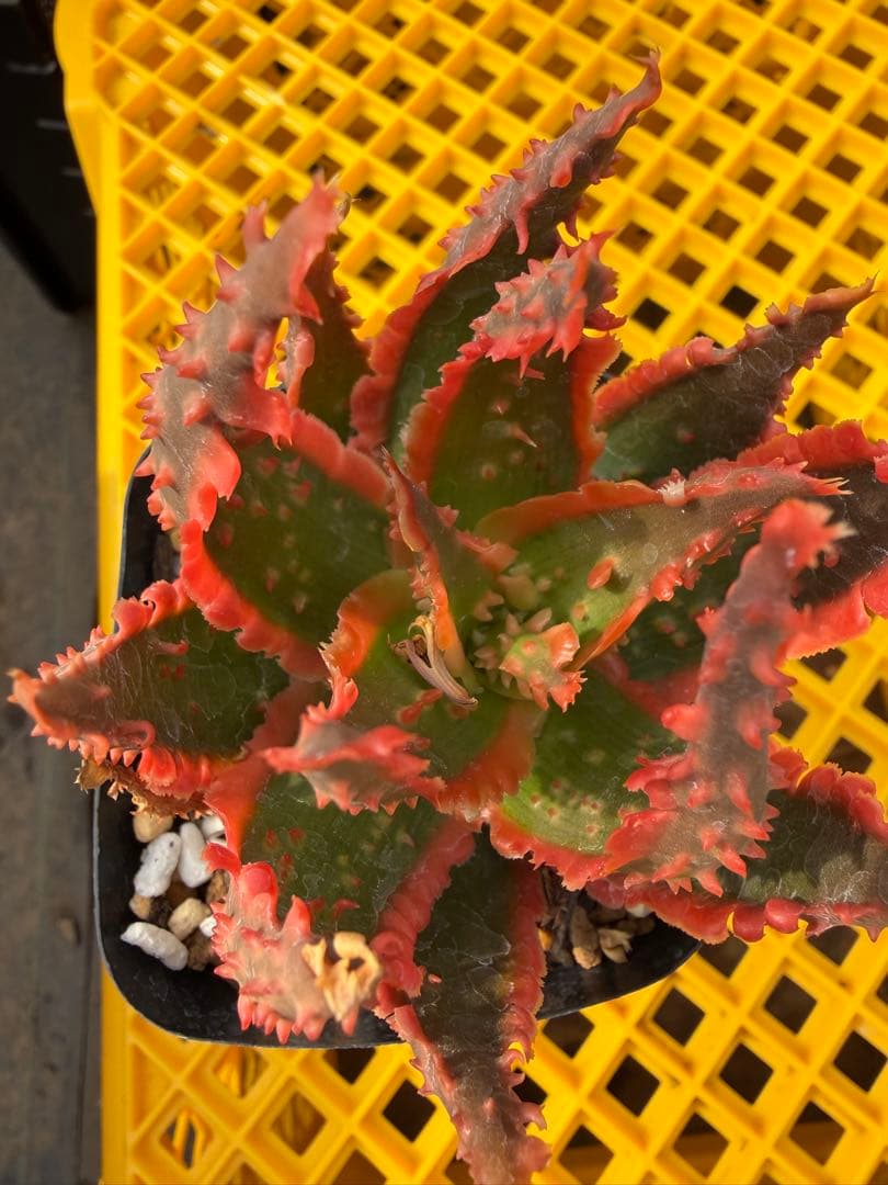 アロエ ハイブリッド Aloe hybrid 第四種 Fe−41 - メルカリ