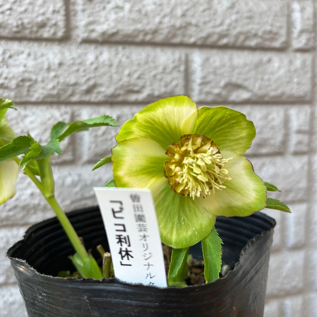 クリスマスローズ ピコ利休 島根県 曽田園芸 - おはようございます。 早朝交配13日目、 「ddピコ