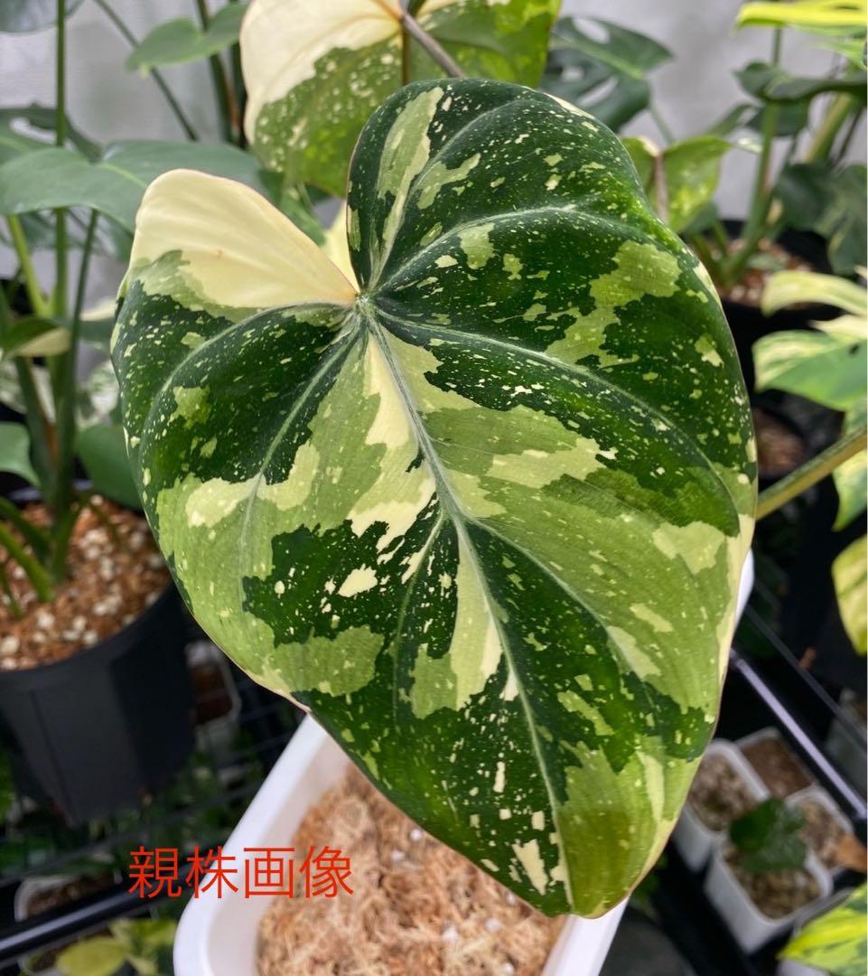 フィロデンドロン グロリオーサム トリカラー 斑入り - メルカリ