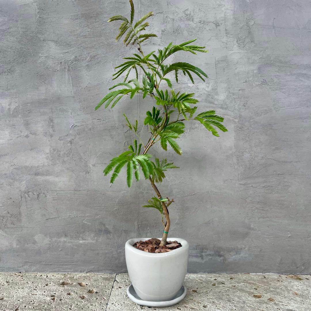 エバーフレッシュ 曲がり 天然苔 盆栽仕立て 陶器鉢 植え込み発送