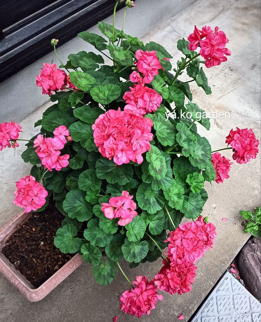ゼラニウム 濃いピンク 大苗 八重咲 開花苗 花苗 花付き 苗 - メルカリ