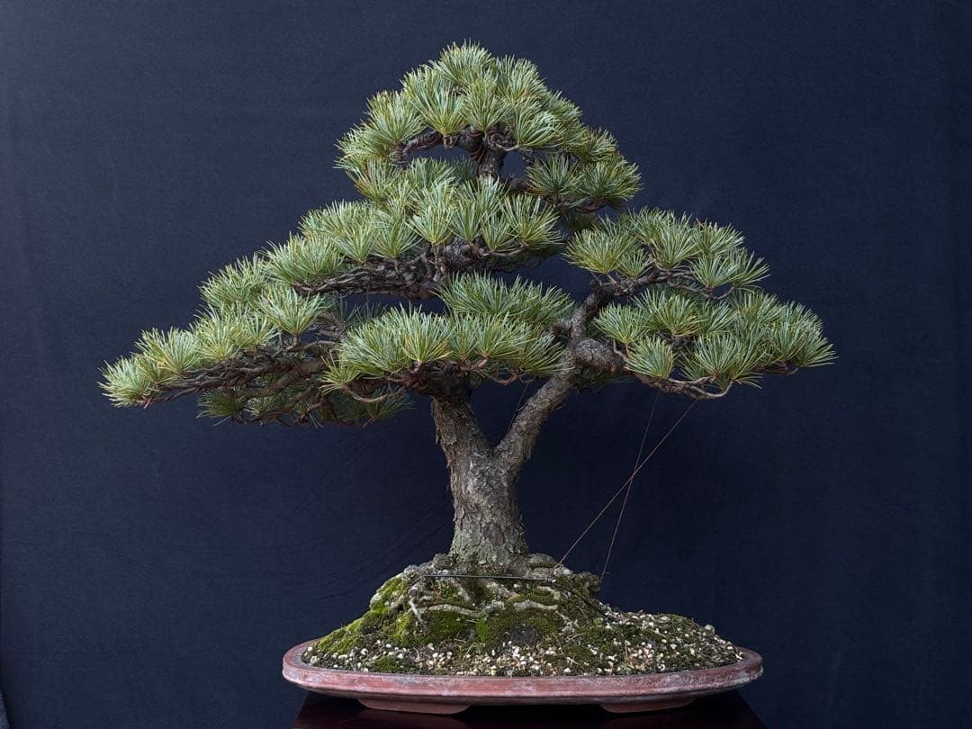 五葉松　盆栽　古木 五葉松　盆栽　古木