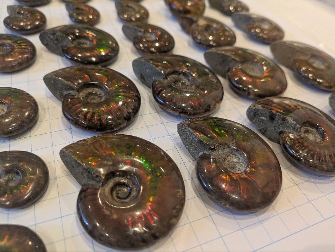 アンモナイト・アンモライト コレクション 約38個 アンモライト象嵌『虹運アンモナイト』大 19㎝以上 | 東京書芸館公式