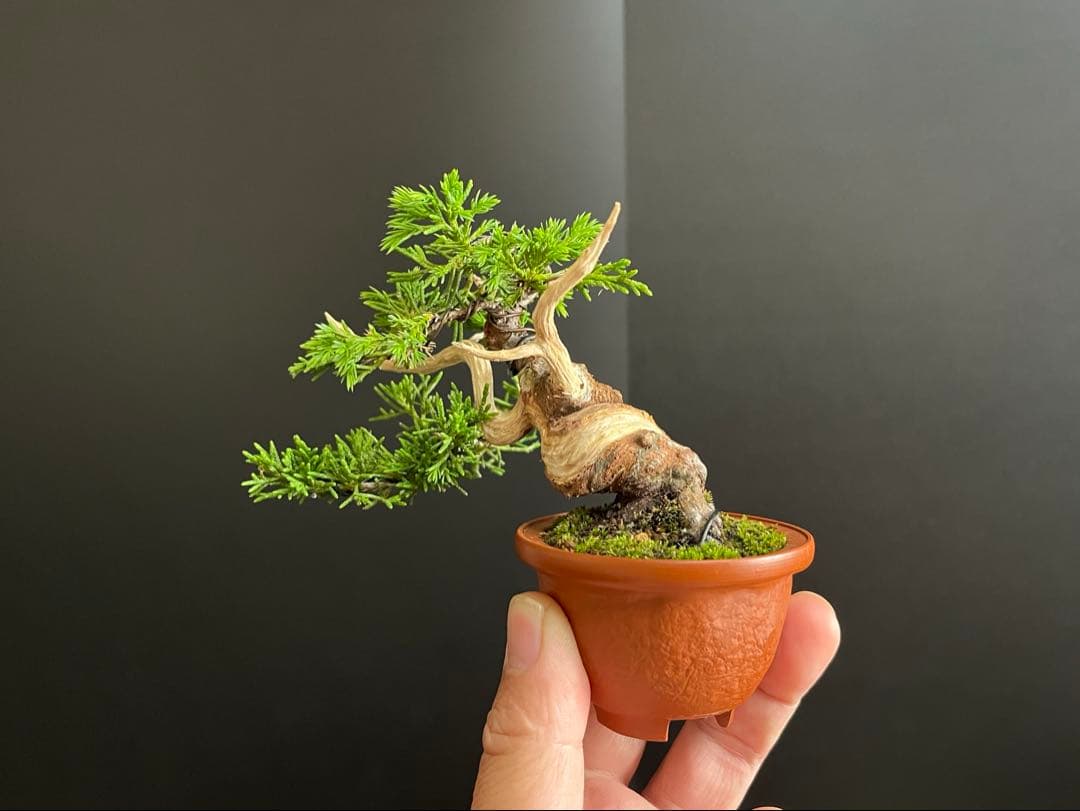 真柏盆栽 糸魚川真柏 ミニ真柏 捻転シャリ幹 樹高8.5cm ミニ盆栽