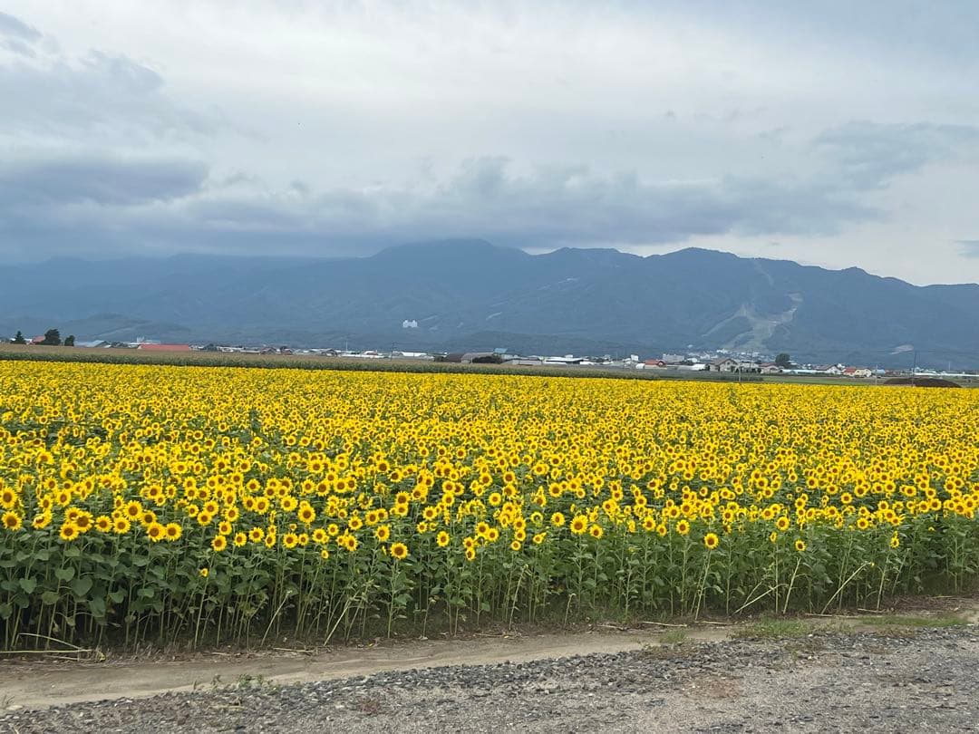 バット maymama84cm 小学生用バット 65〜70cm | 【ZETT】ゼットベースボールオフィシャルサイト