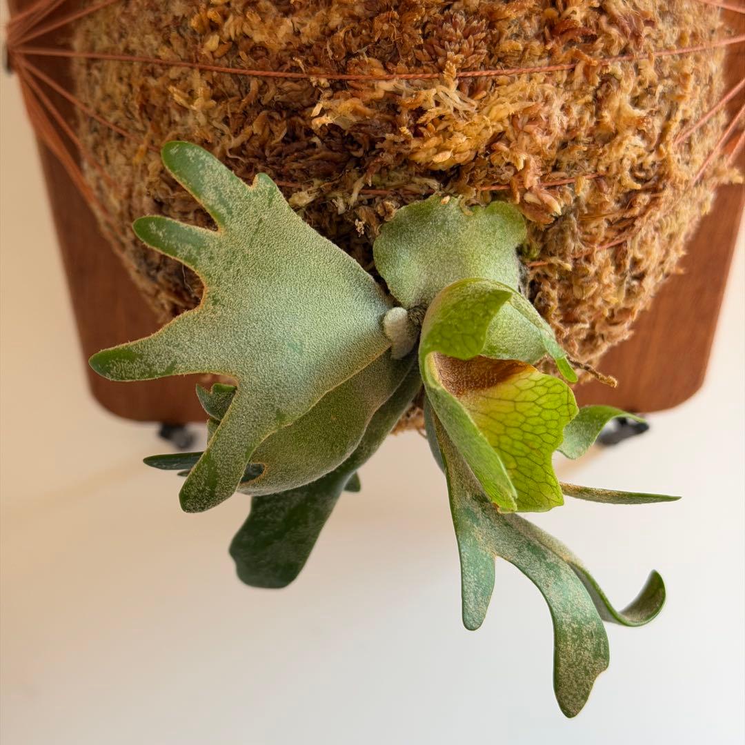 板付 ビカクシダ P. Willinckii Golden Boy - メルカリ