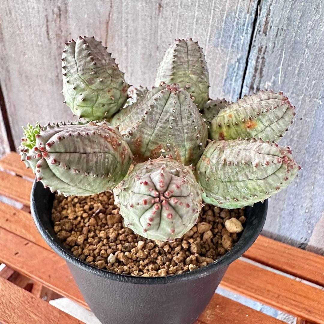 オベサブロウ【木質化】ユーフォルビア 現品 ポットごと発送 - メルカリ