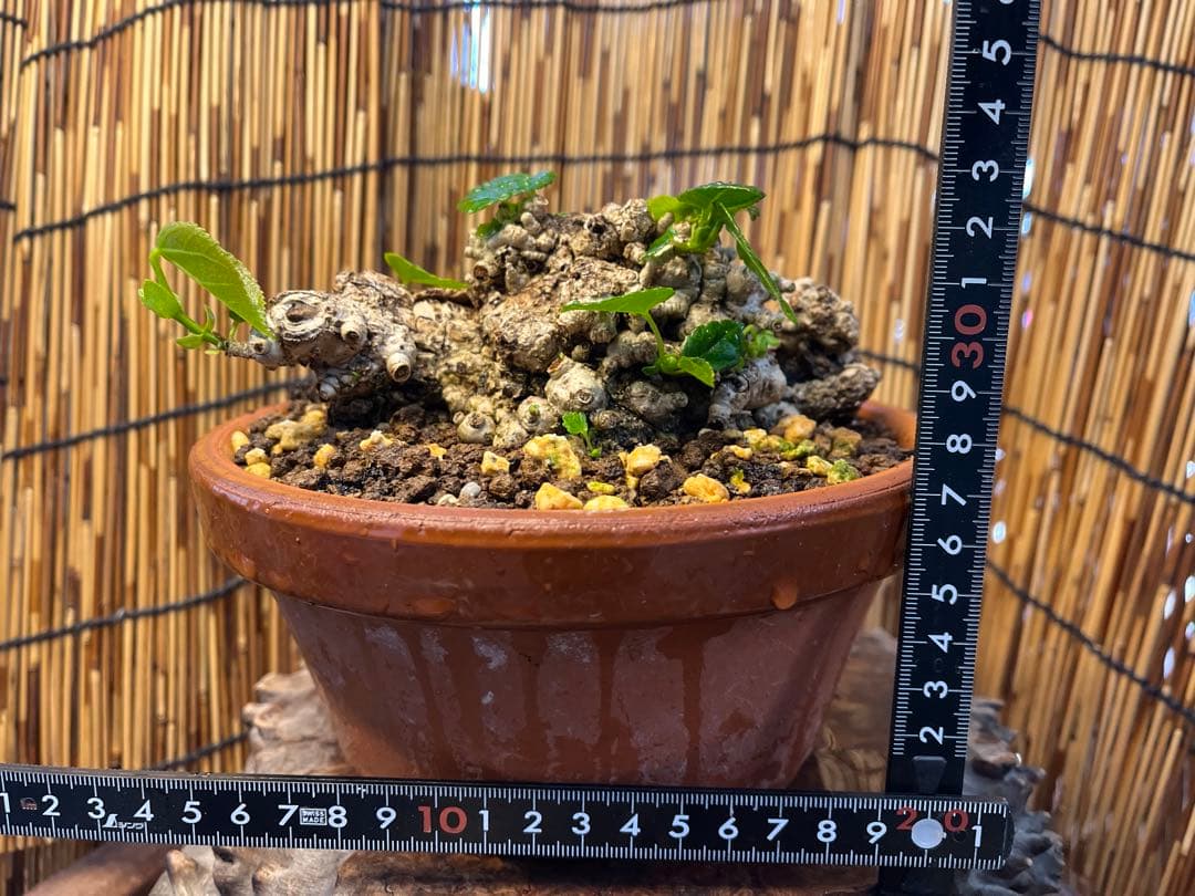 ✨✨✨イボオオハマボウ【ジブリの世界】検/ユウナハート葉♪happy