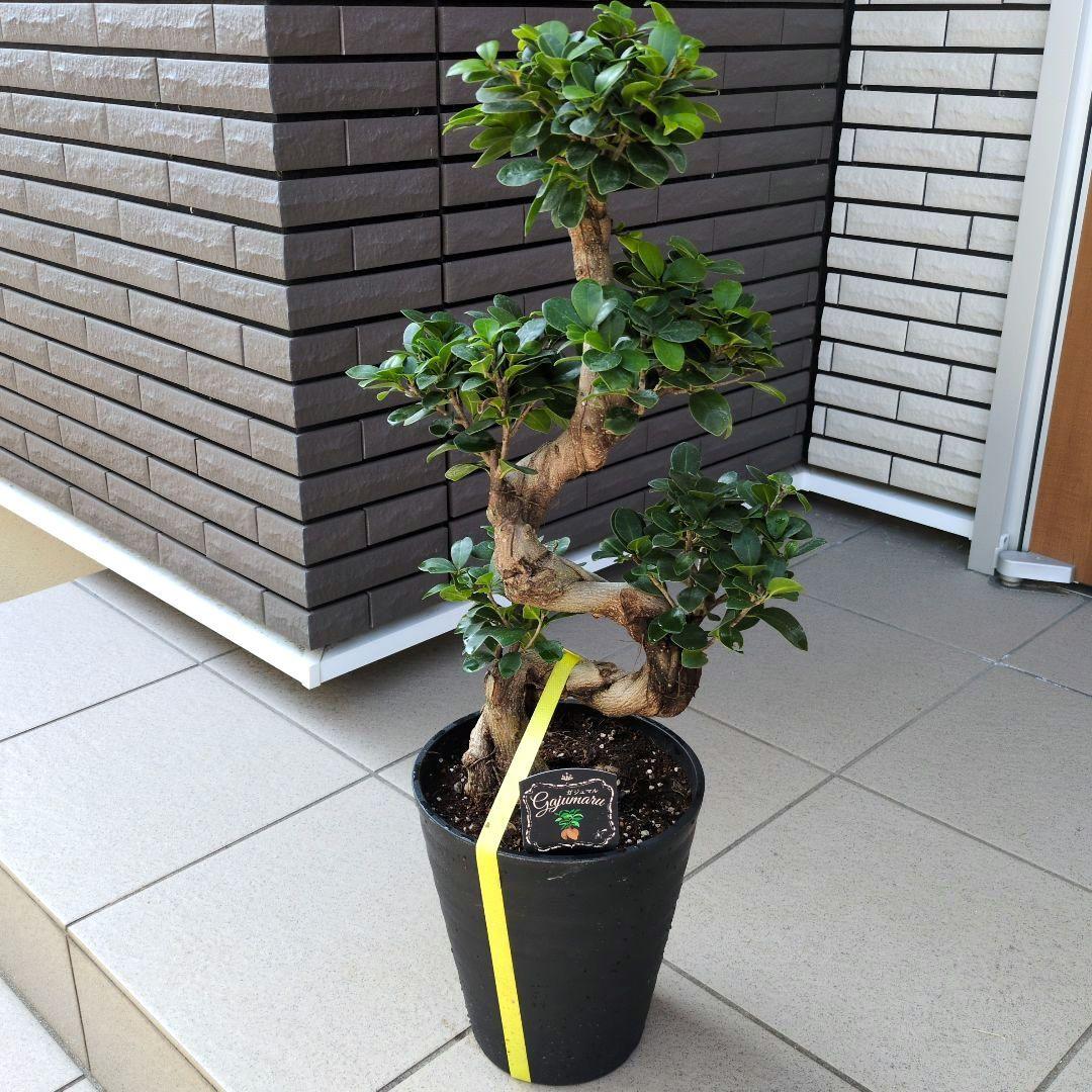 最安値 観葉植物 台湾ガジュマル 盆栽仕立て S字仕立て 接ぎ木 昇り龍