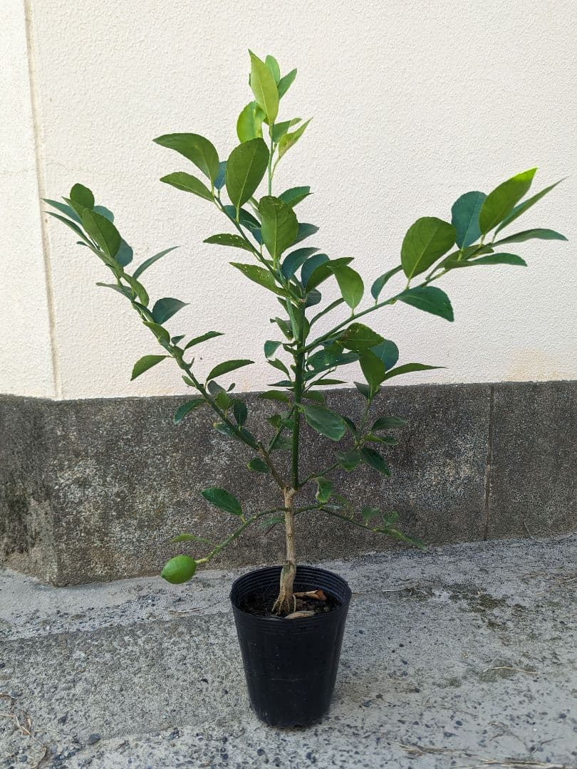 10本セット苗 柑橘 レモン苗木 ライム苗木