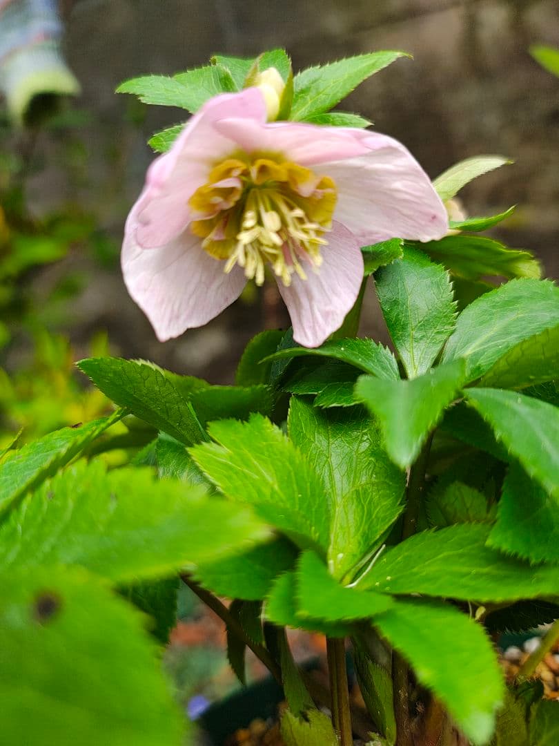 クリスマスローズ 大木ナーサリー いろは交配 - メルカリ