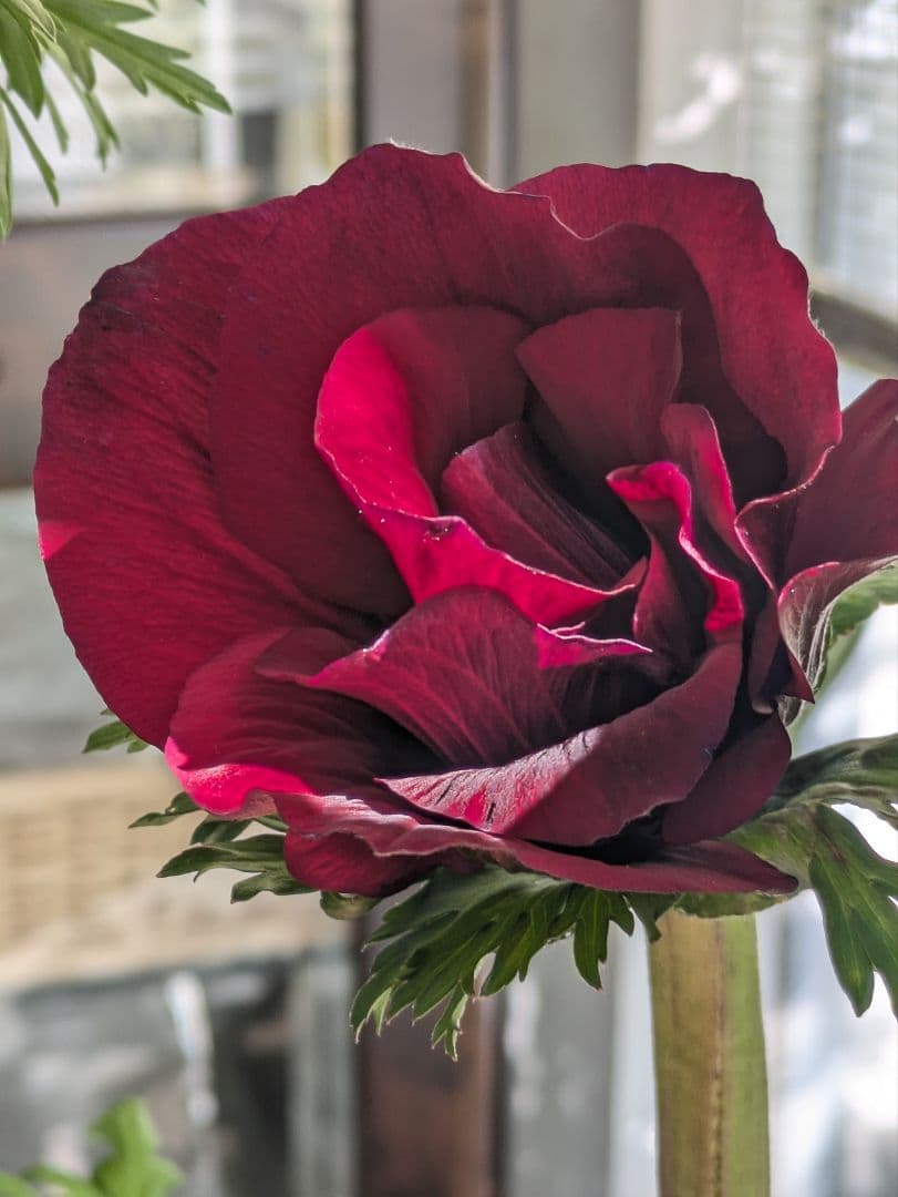 ♡はるかぜ様♡