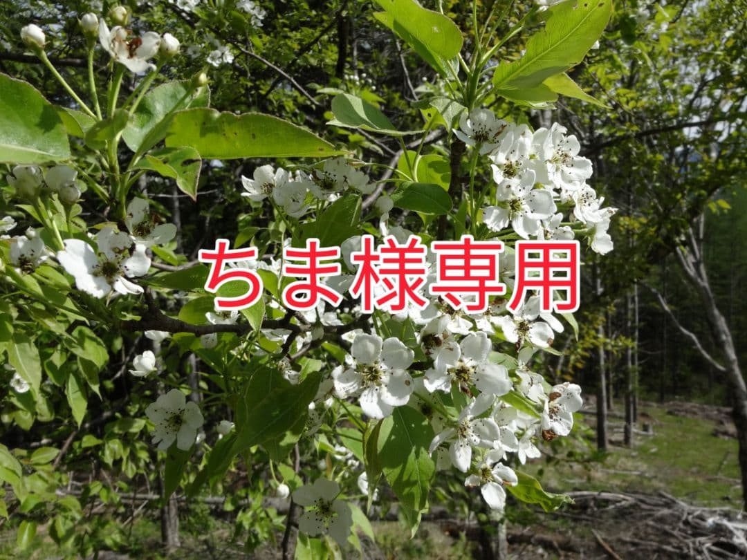 ちま品!!花貫ペグマタイト Pikkuinen Unikko Puolikas kukkaro がま口ポーチ | Maija Isola