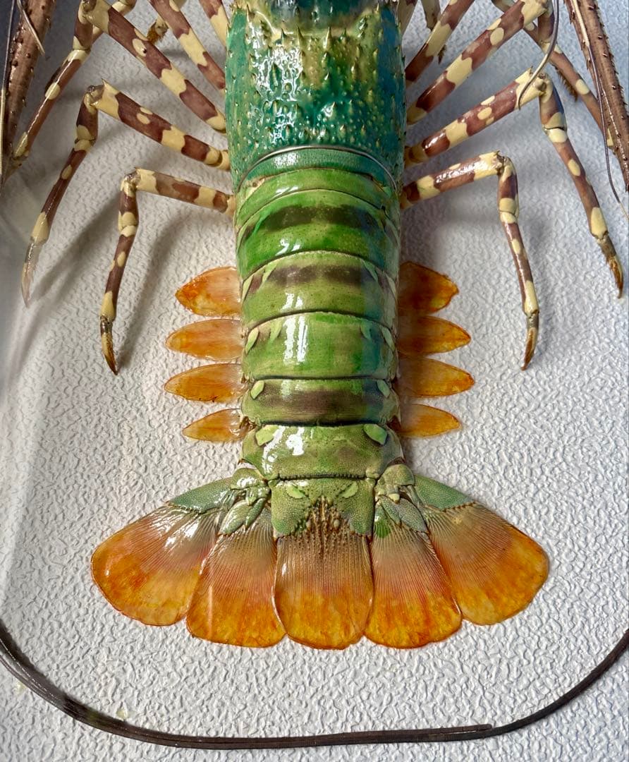 額装標本 ニシキエビ 錦海老 伊勢海老 えび 剥製 - メルカリ