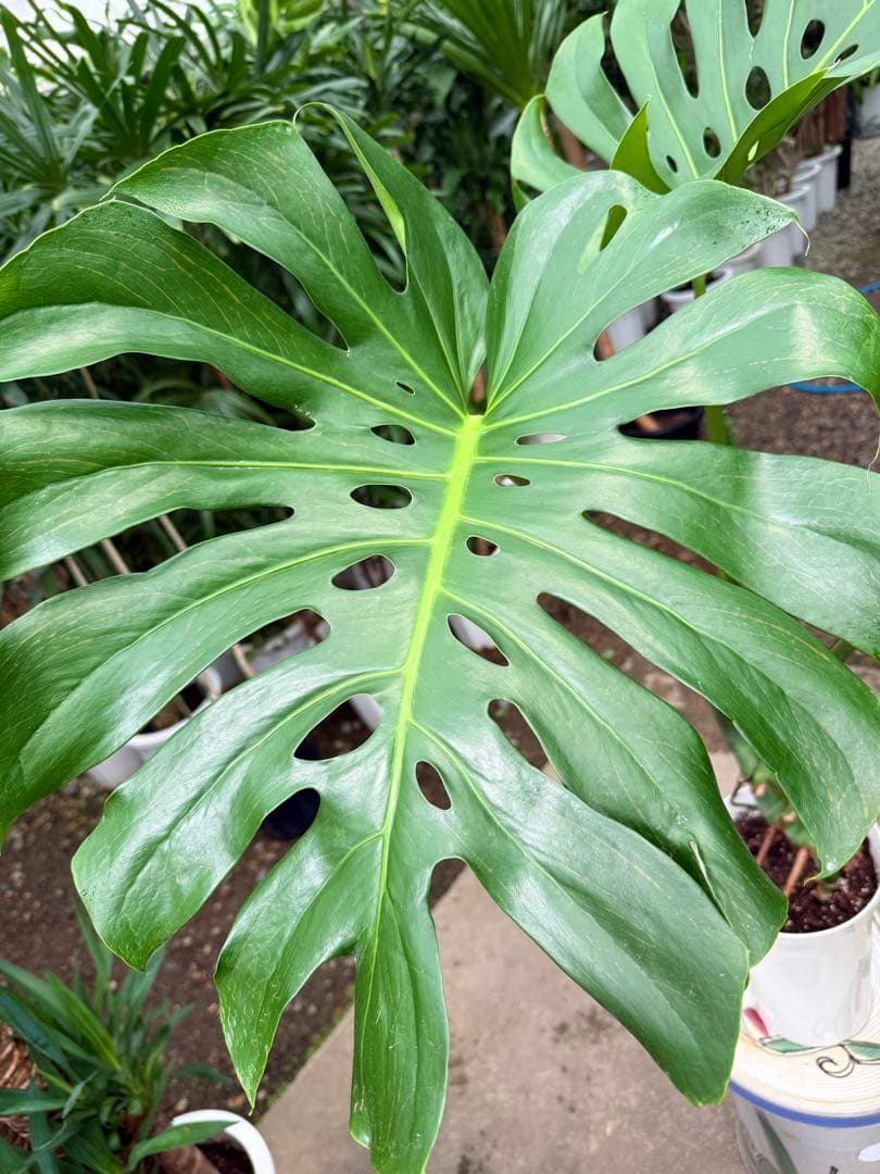 特級品】モンステラ デリシオーサ 根上り 幹上がり 特大極上苗 7号鉢