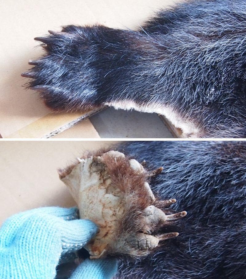 損傷あり】ツキノワグマ 毛皮 クマ/熊 ラグマット/玄関マット