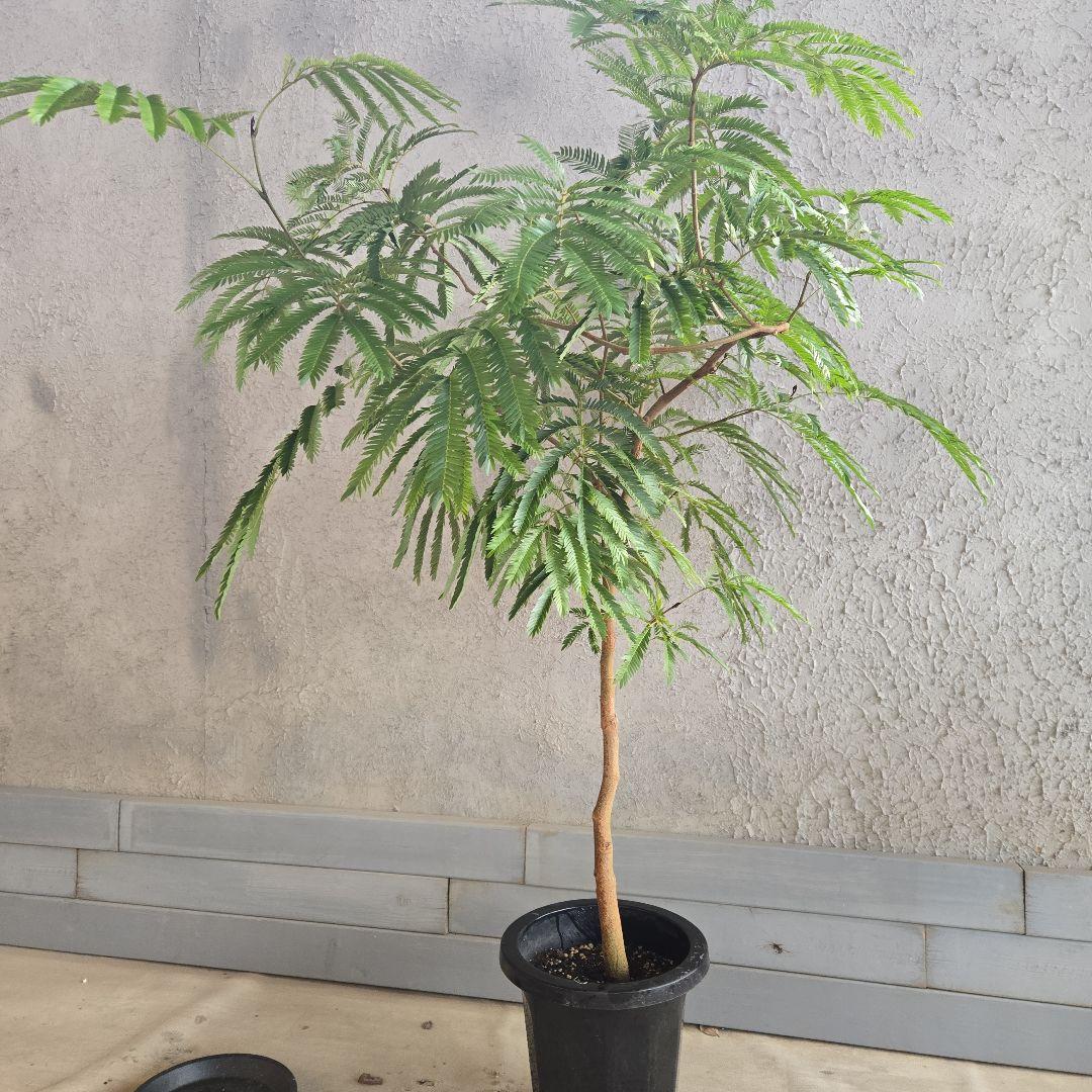 ⑦ エバーフレッシュ 8号 特大苗木最高等級 極太