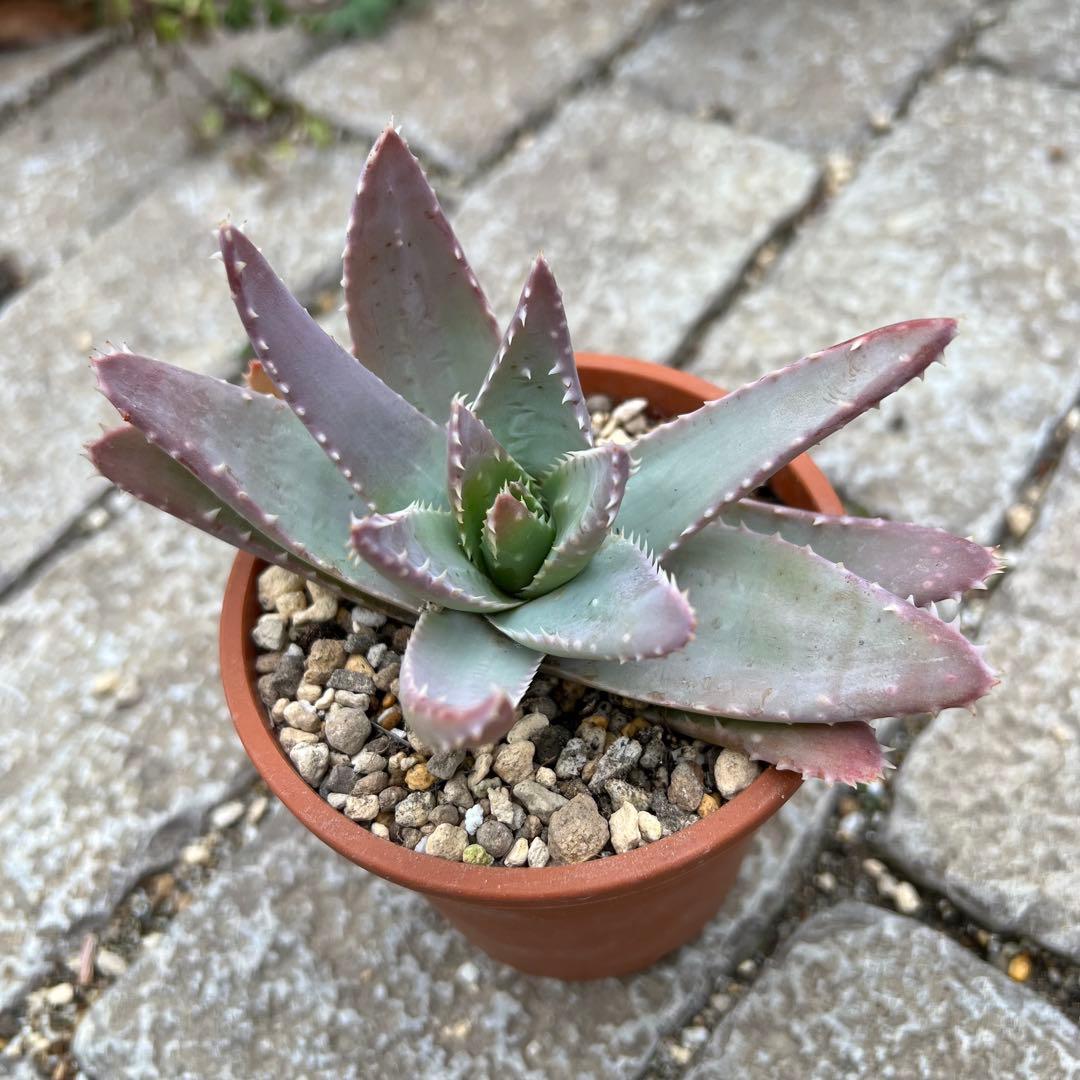 多肉植物 アエオニウム 竜山 抜き苗 ◎メルカリ便◎ - メルカリ