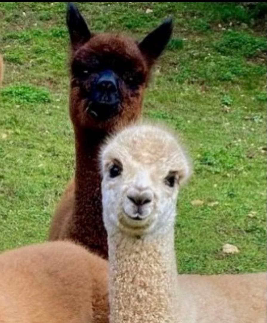 3点アルパカチャーム バッグ用 キーホルダー 天然ベビーアルパカの毛皮