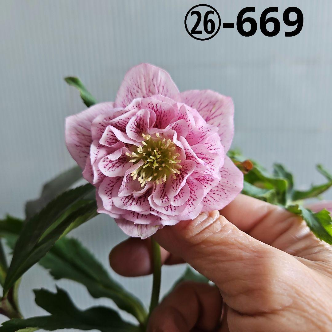 夕映え様お取り置き苗㉖-669クリスマスローズ - メルカリ