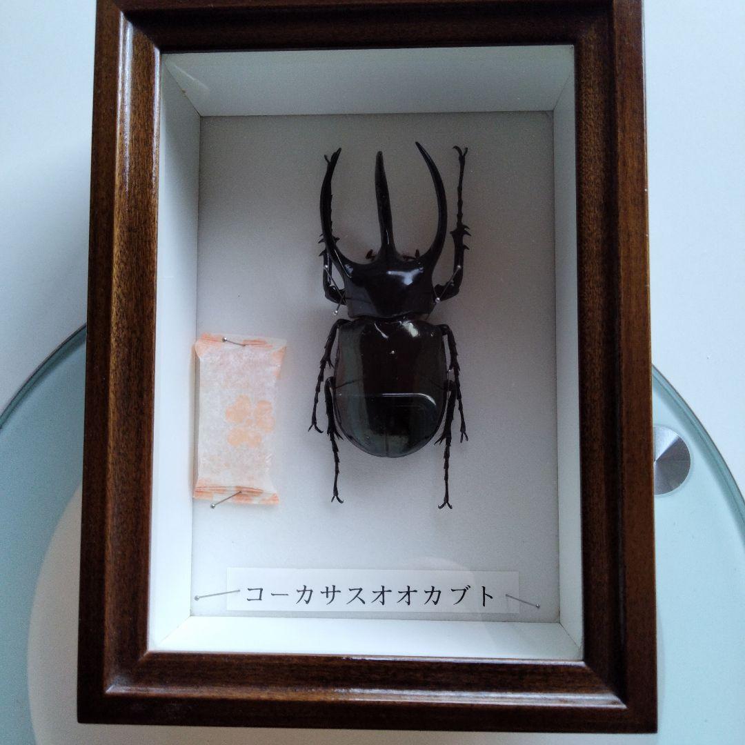 コーカサスオオカブト 標本 - メルカリ