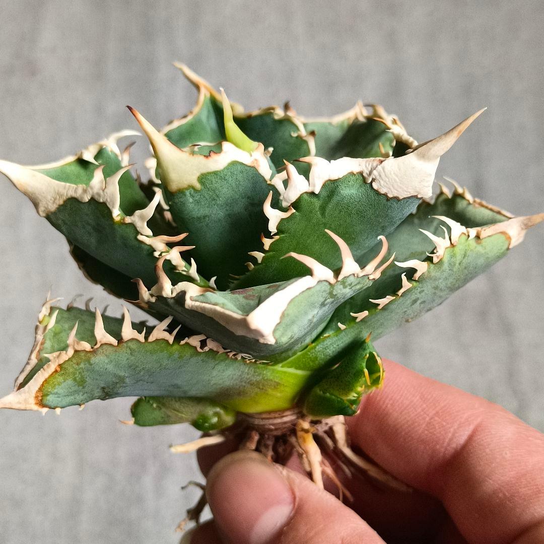 A061 特選 アガベチタノタ 大白鯊 強狂棘 極上白鋸歯 極上優良株 子株