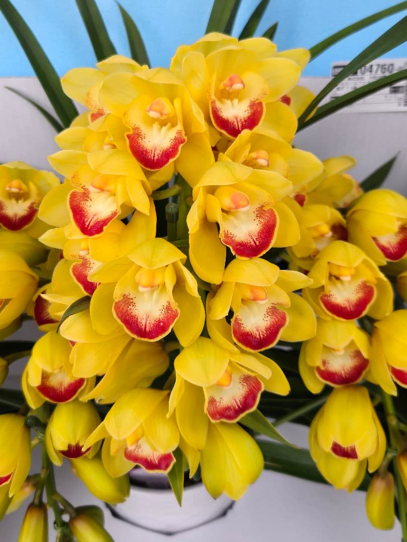 ☆シンビジューム☆CYM ファラオ☆陶器7号鉢☆4F☆