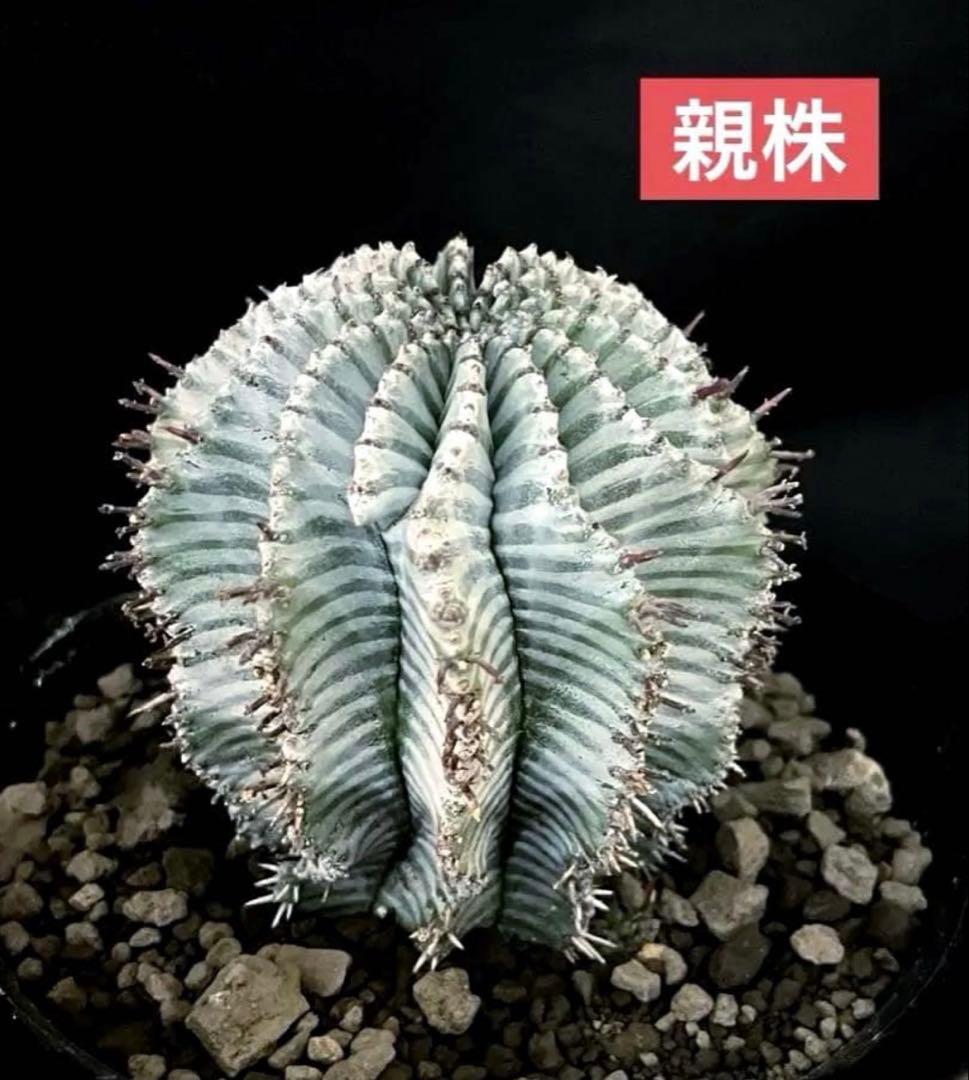 ユーフォルビアホリダ White zebra S胴太 カキ子 - メルカリ