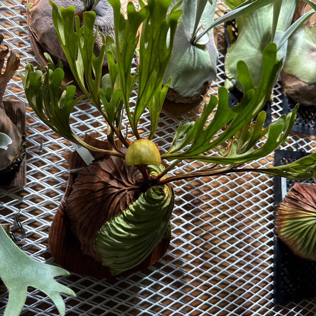 ビカクシダ　リドレイ　ワイルド　大株　三年育成　ウィリンキー　ヒリー　ベイチー ビカクシダ リドレイ ワイルド 大株 三年育成 ウィリンキー ヒリー