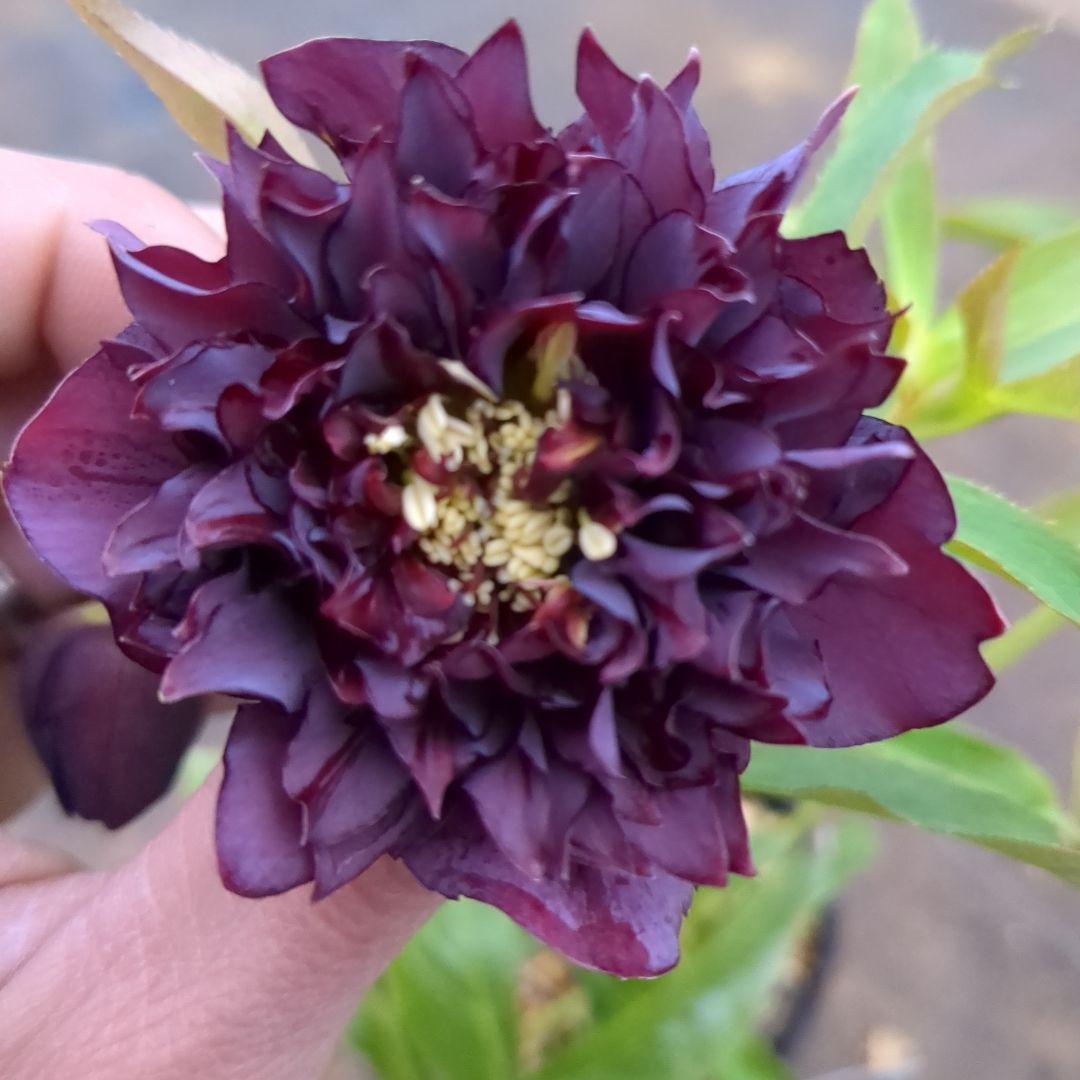 クリスマスローズ 超多弁 ⑨ - メルカリ