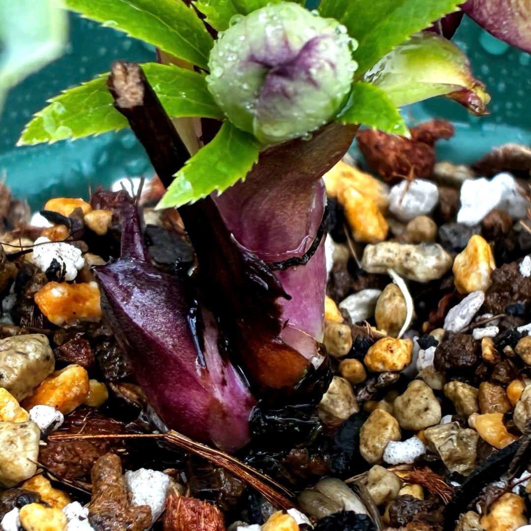 n*1様 3495☘️蕾花タグ付☘️SD⭐️トルカータスボスニアHYB⭐️￼超小