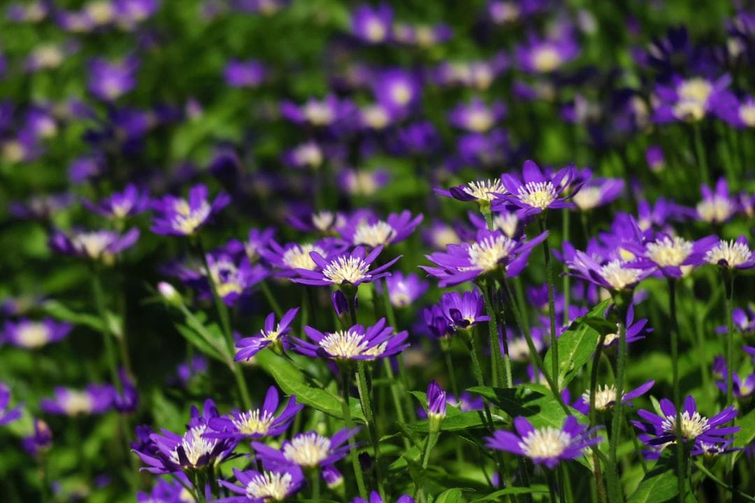 PENTAX 06 TELEPHOTO ZOOM Qマウント