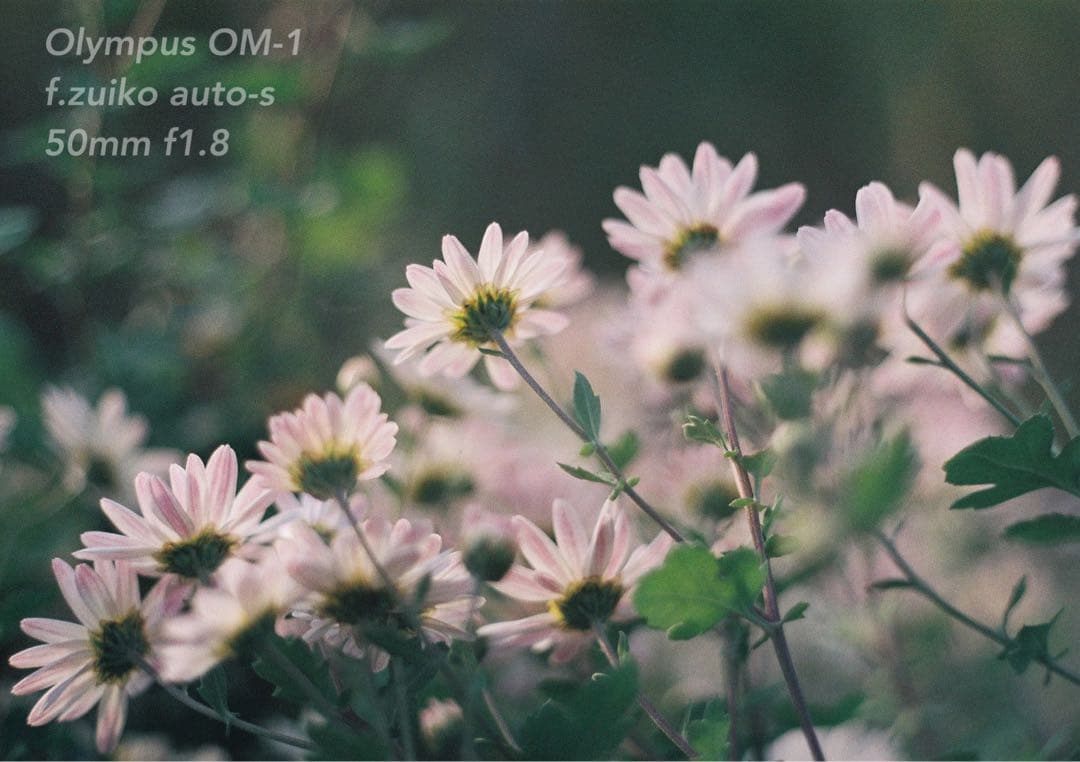 OLYMPUS OM-1★完動品＊美品＊初期保証★作例多数★