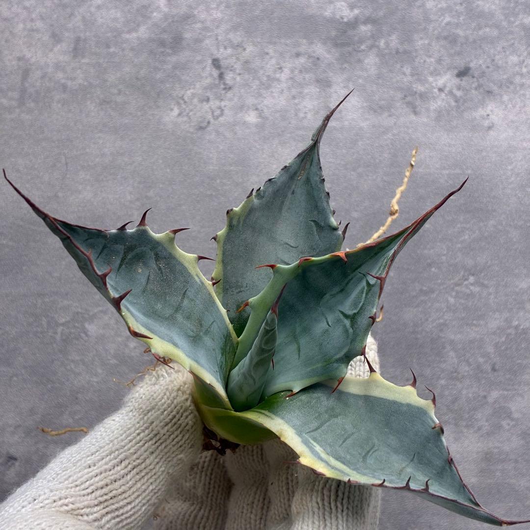 k*m様 アガベ 「海洋の星」ハイブリッド パラサナXオバティフォリア