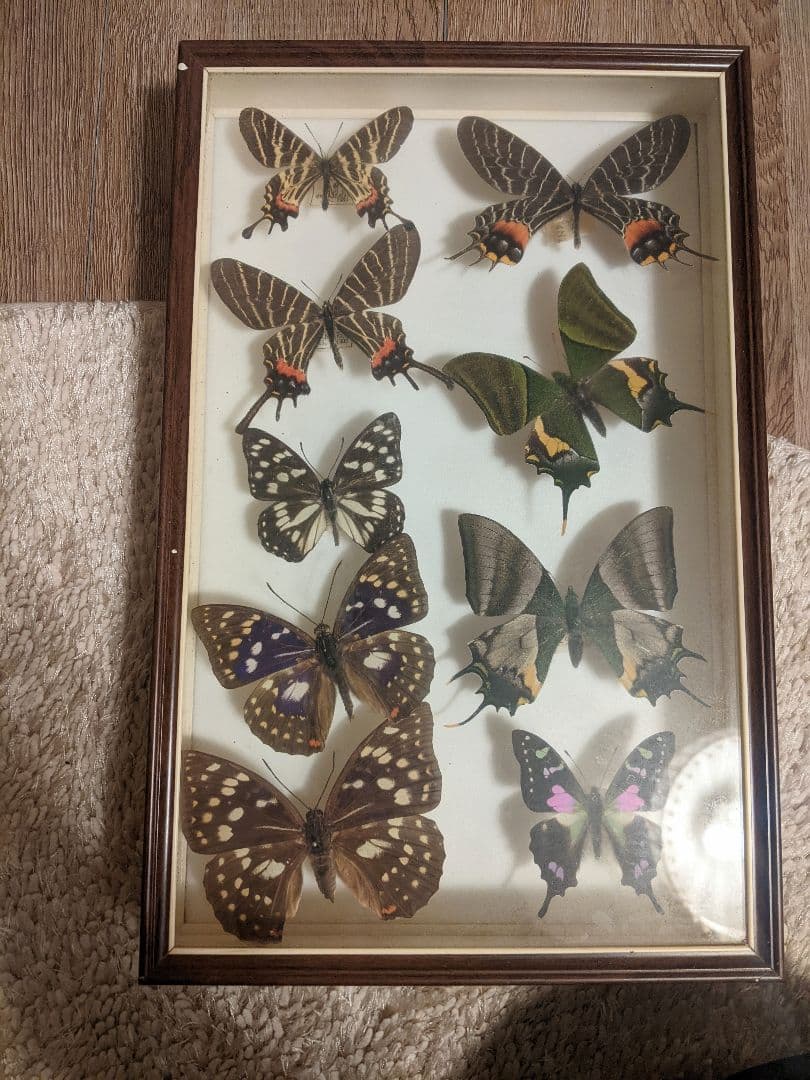 蝶の標本５種類　木製フレーム ウィッチーズキッチンのアートフレーム 【 蝶の標本箱 butterfly