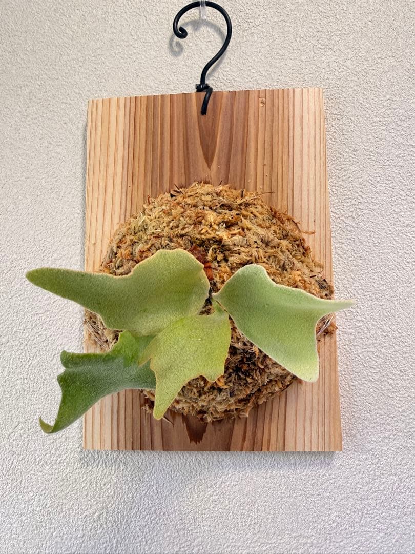 けー　ビカクシダ　ミックススポア1点 園芸ネット本店｜ビカクシダ：ミックススポア株（willinckii Wild Cat