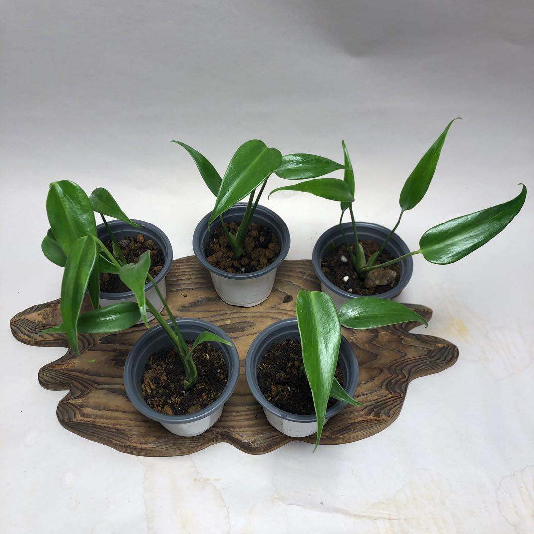 MS504 モンステラ バールマルクスフレーム5株セット - メルカリ