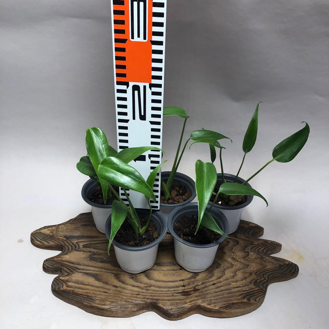 MS504 モンステラ バールマルクスフレーム5株セット - メルカリ