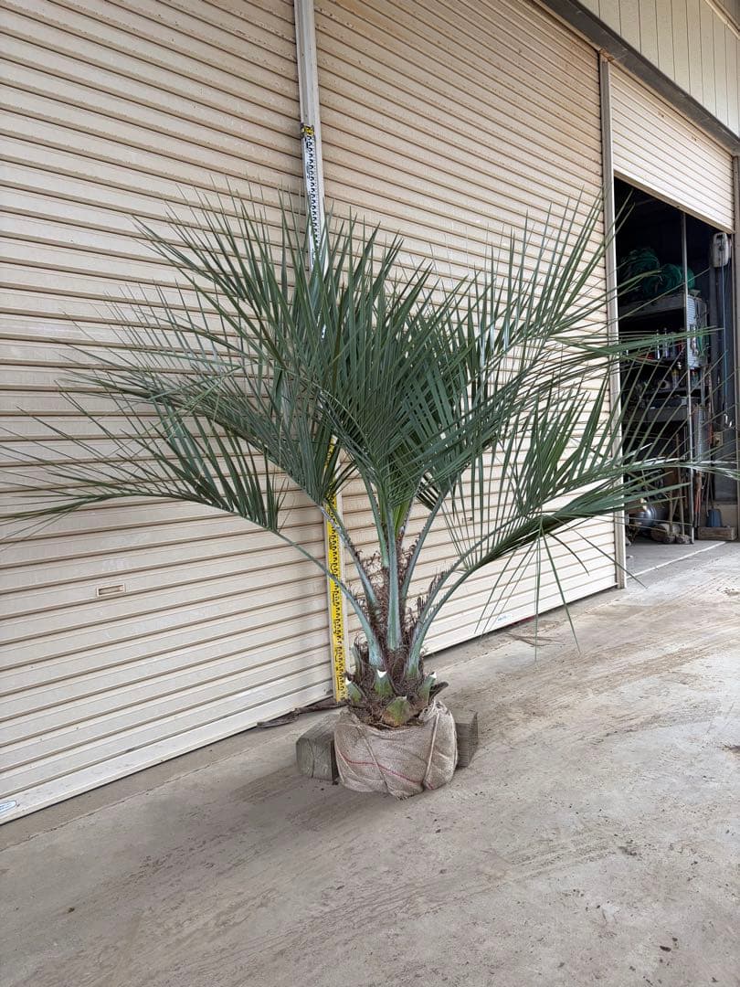 ココスヤシ　鉢上から160センチ 楽天市場】【ふるさと納税】南国宮崎産 ココスヤシ 特大 12号鉢 観葉