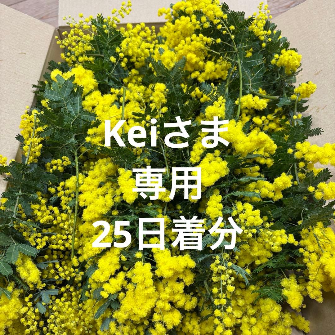 銀葉アカシア ミモザ Keiさま専用