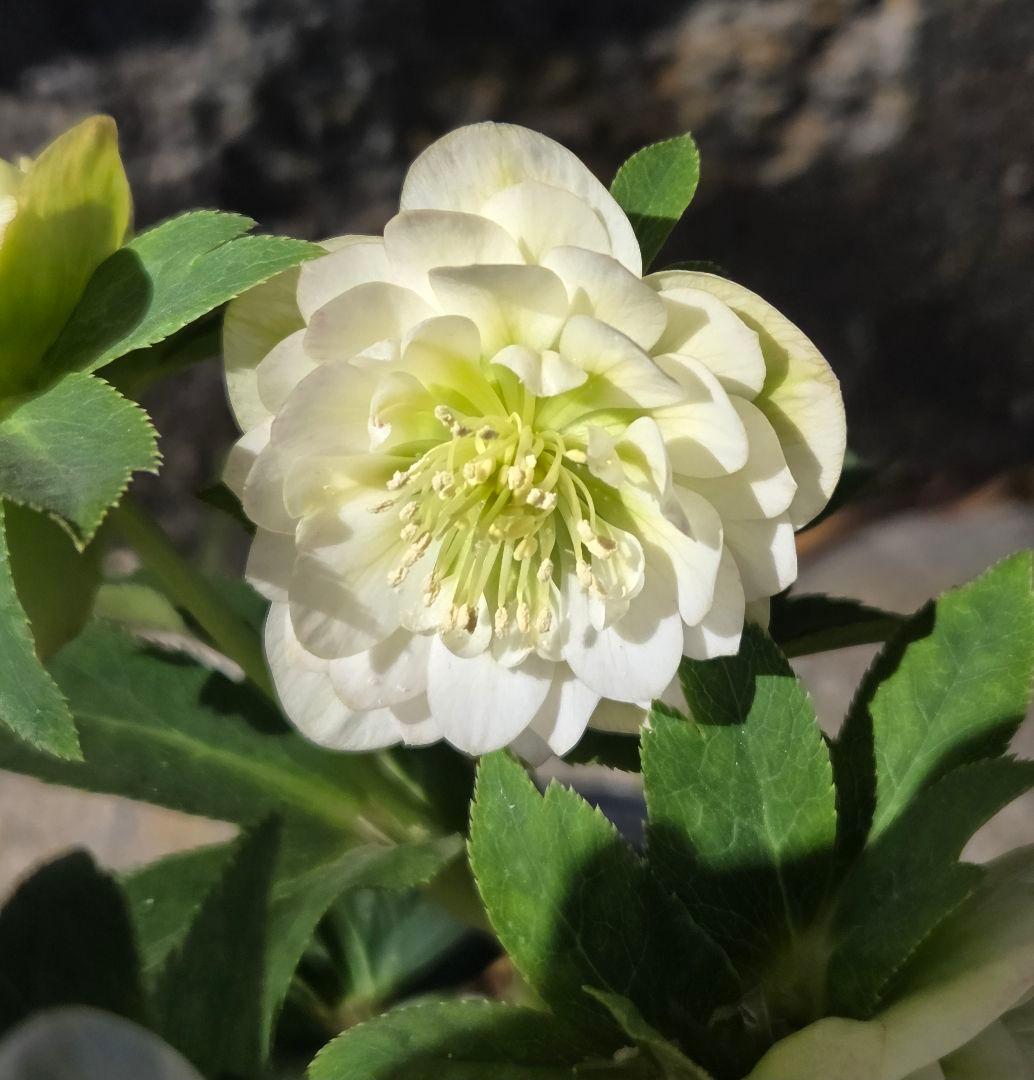 クリスマスローズ フレグランス認定 - メルカリ